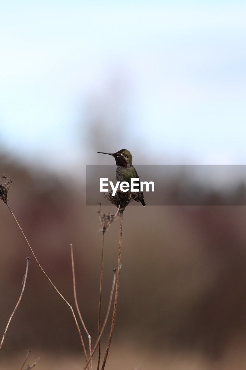 Close-up of hummingbird on plant