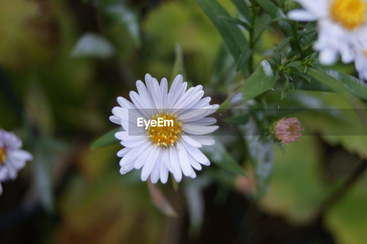 CLOSE-UP OF WHITE FLOWER