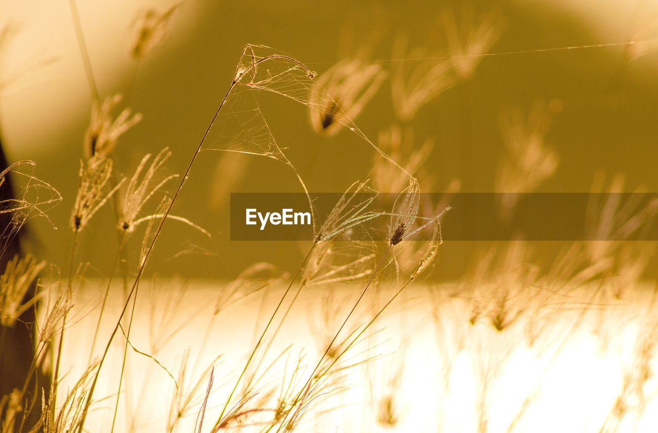 Close-up of wheat growing on field