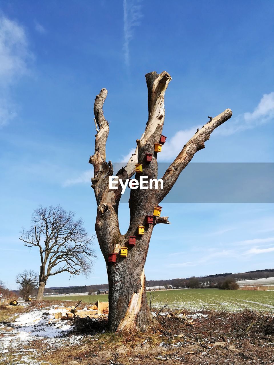 Low angle view of bare tree against sky