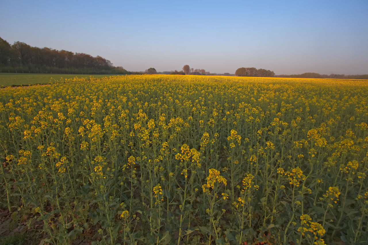 View of yellow flowering plants on field against sky