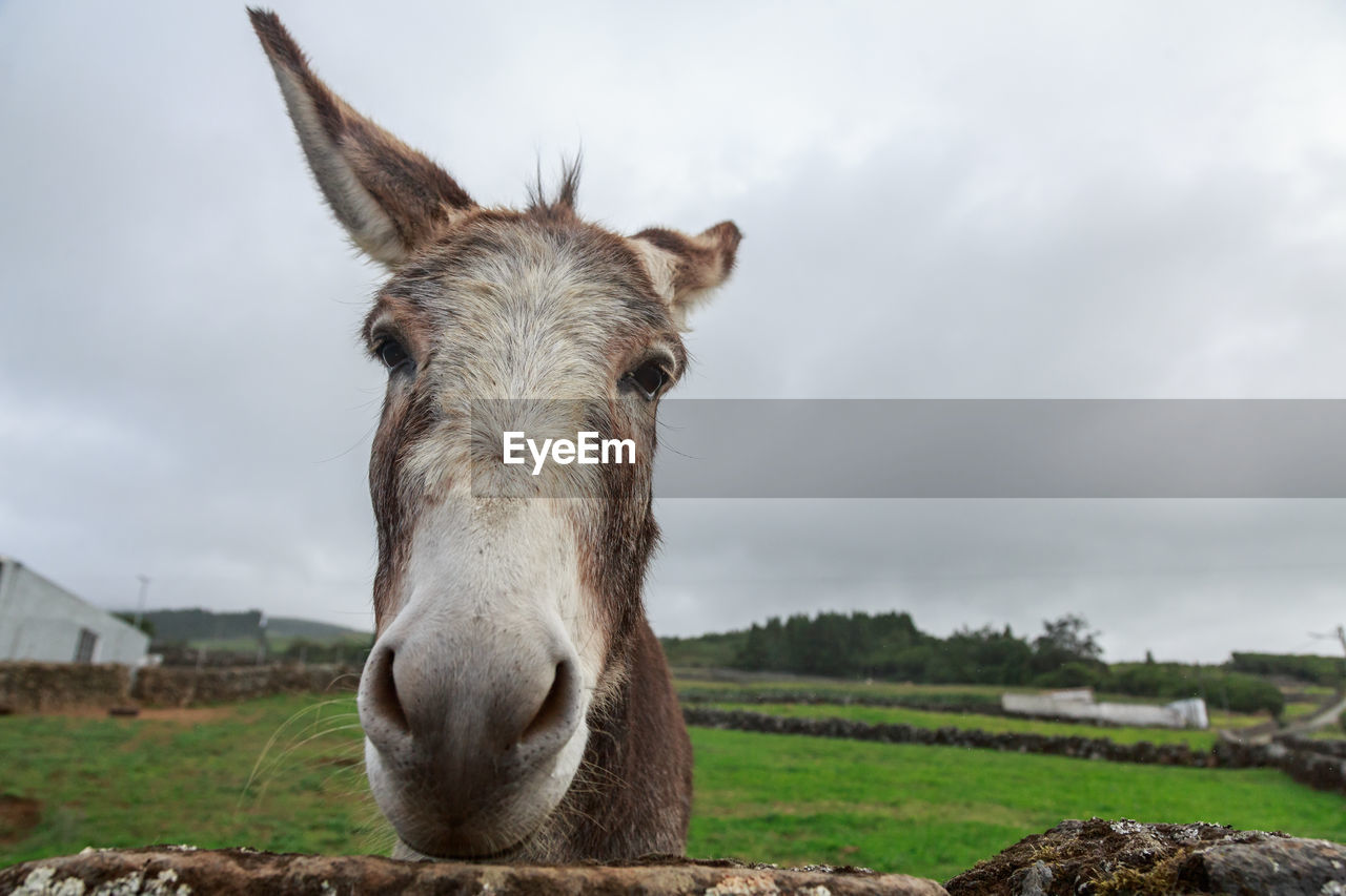 Portrait of horse on field against sky