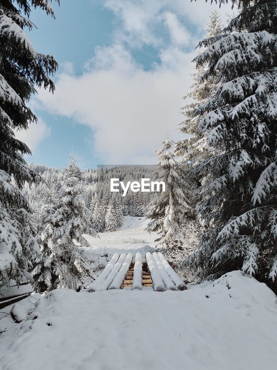 SNOW COVERED STREET AMIDST TREES AGAINST SKY