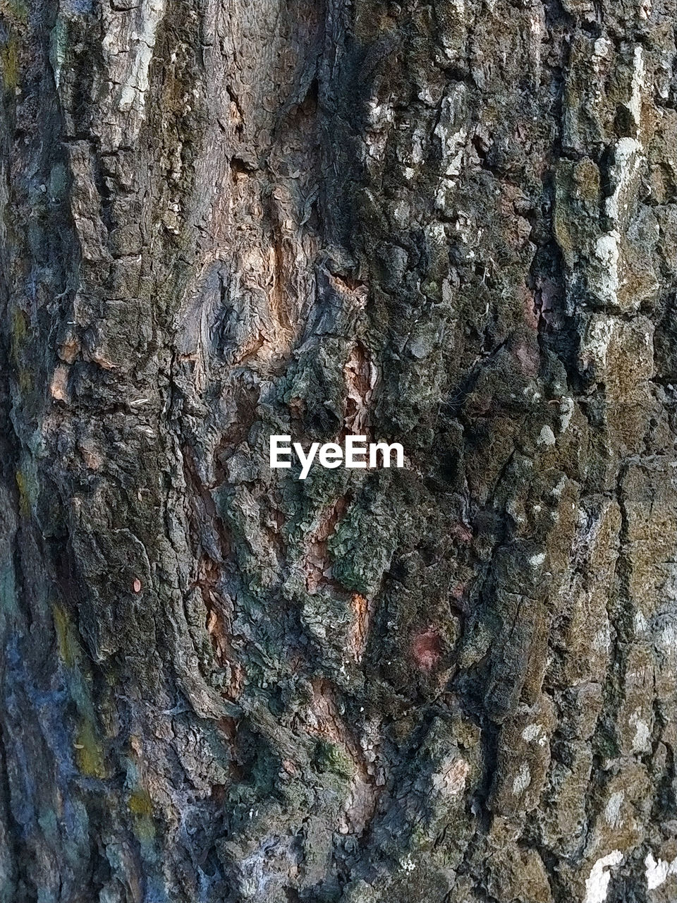 CLOSE-UP OF TREE BARK