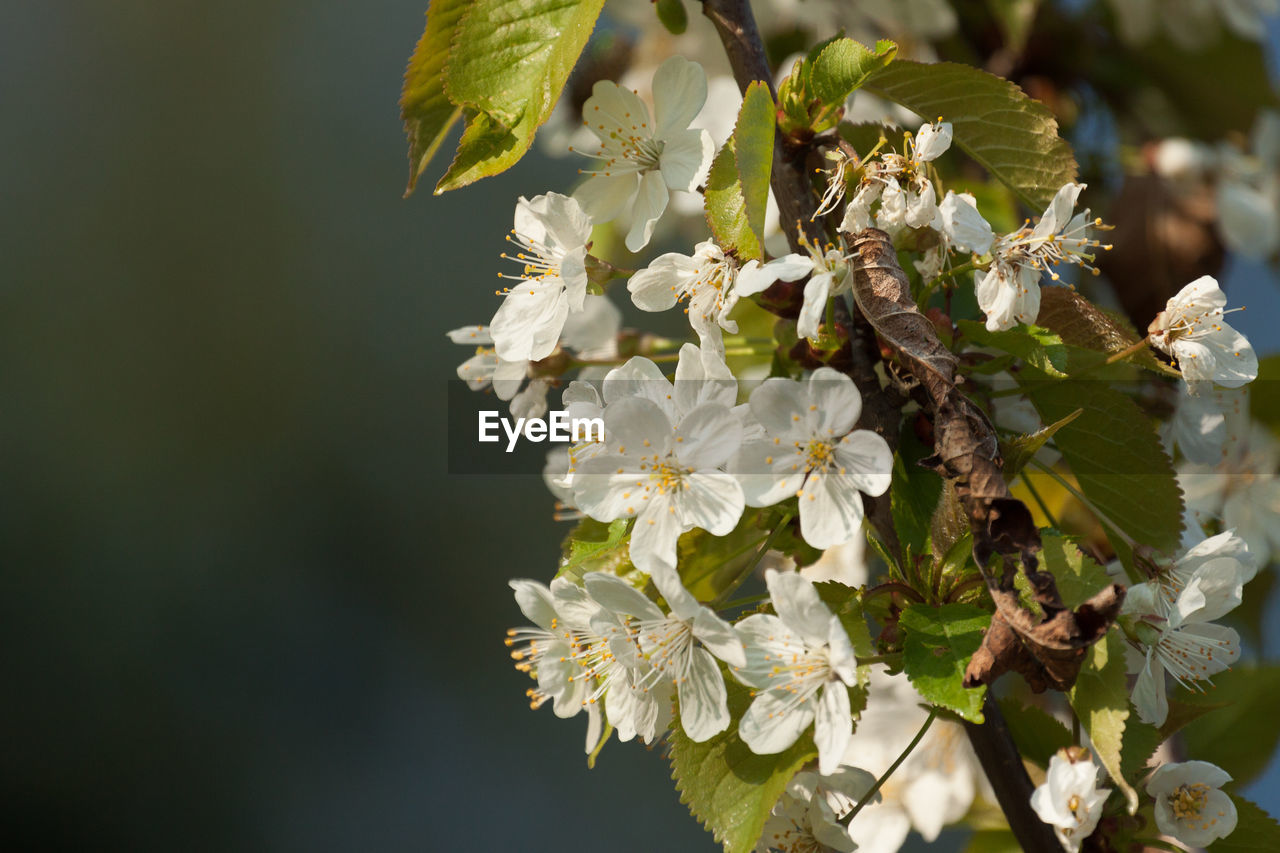 Close-up of white flowers on branch