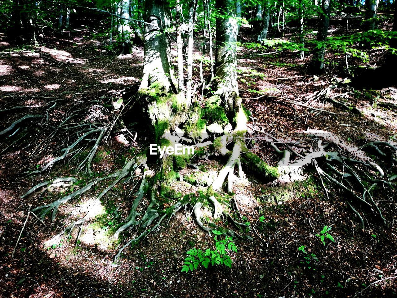 CLOSE-UP OF TREE TRUNK IN FOREST