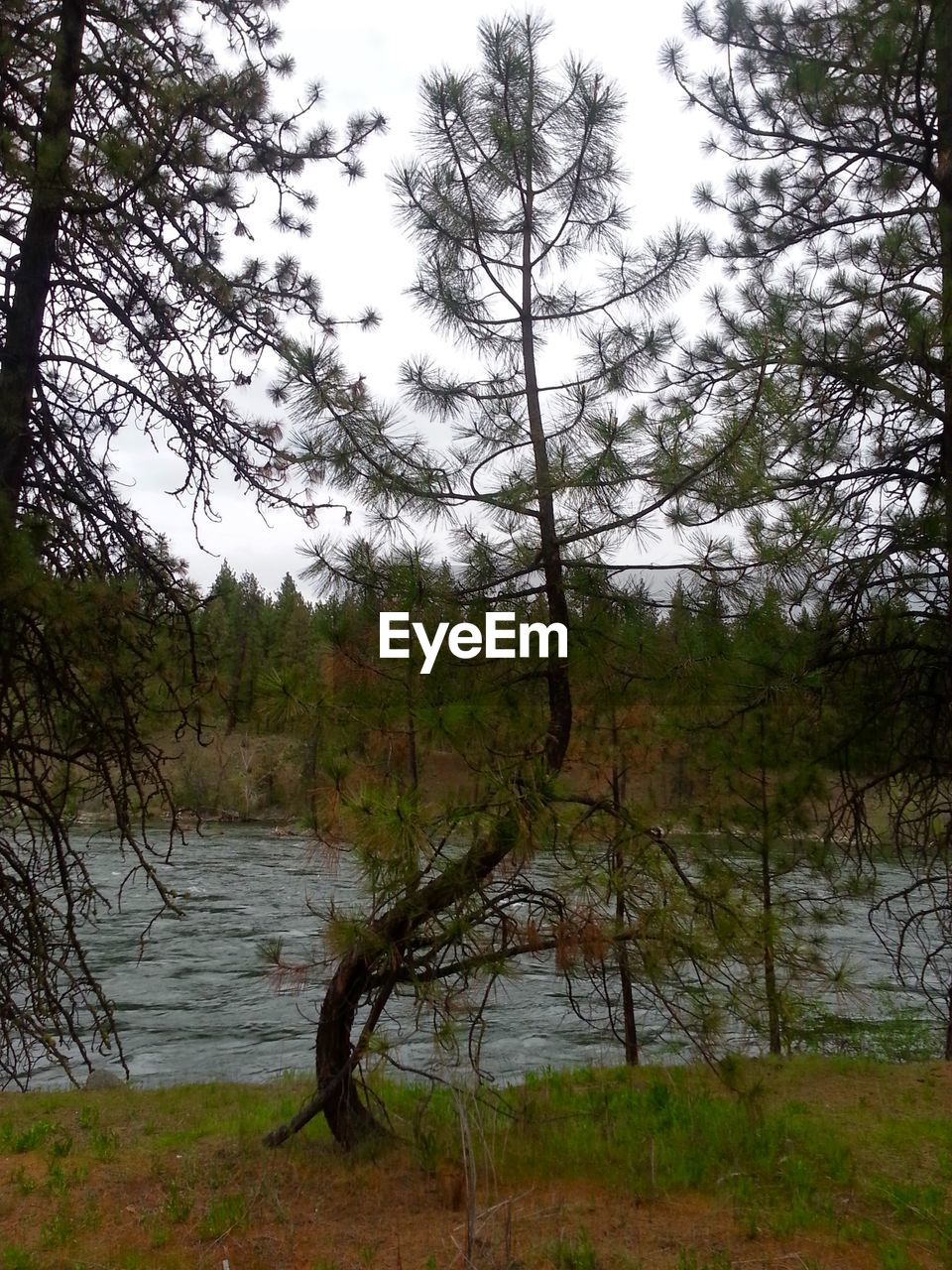 TREES BY LAKE IN FOREST