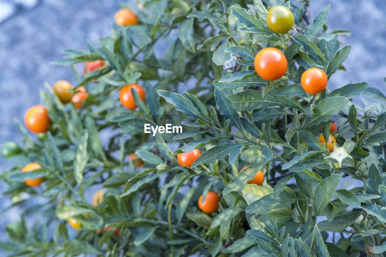 close-up of oranges