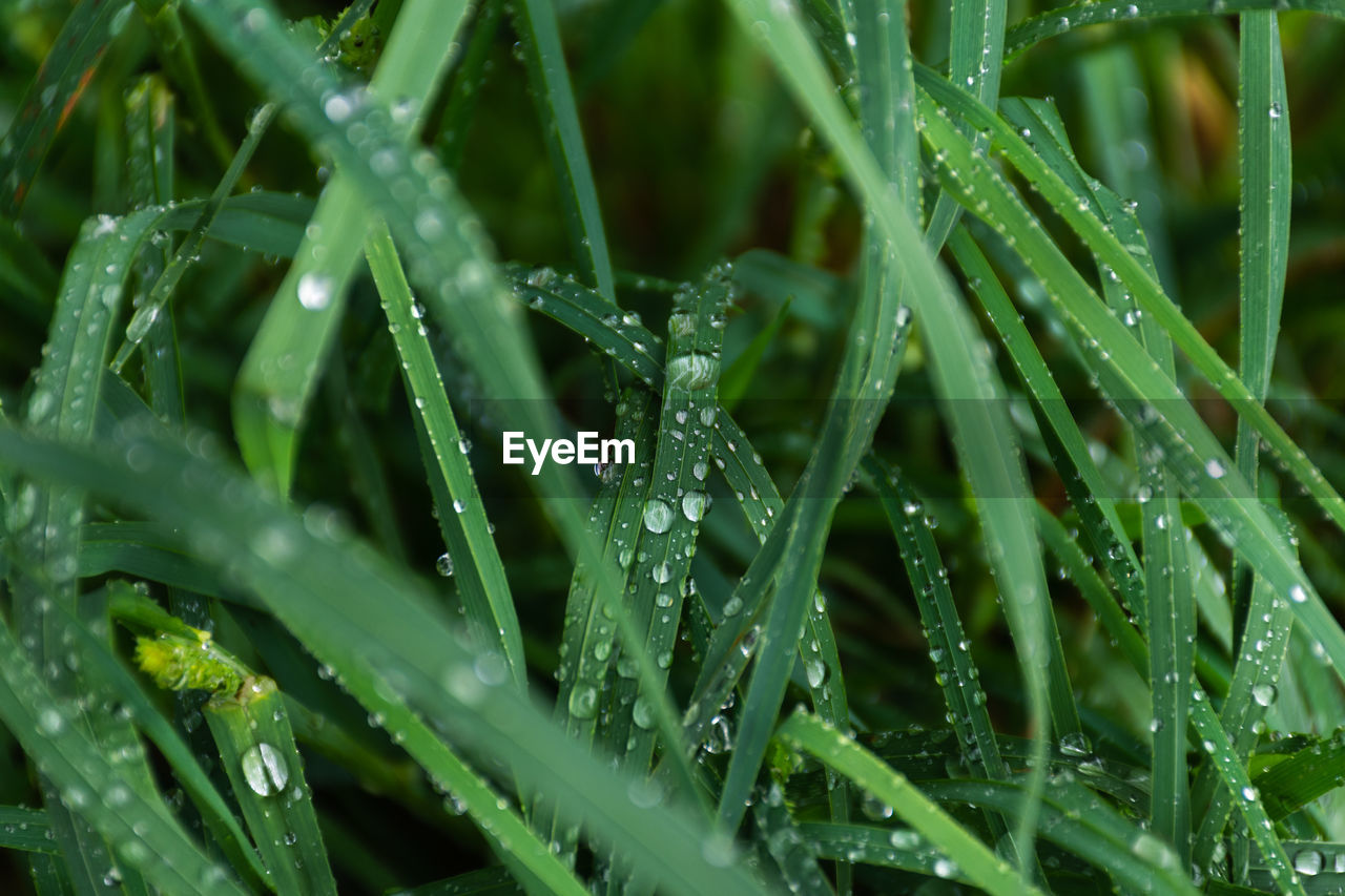 CLOSE-UP OF WET GRASS DURING RAIN