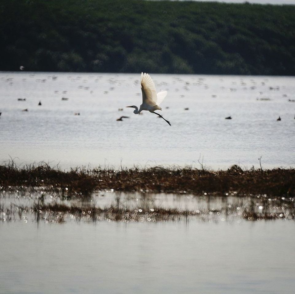 SEAGULL FLYING OVER WATER