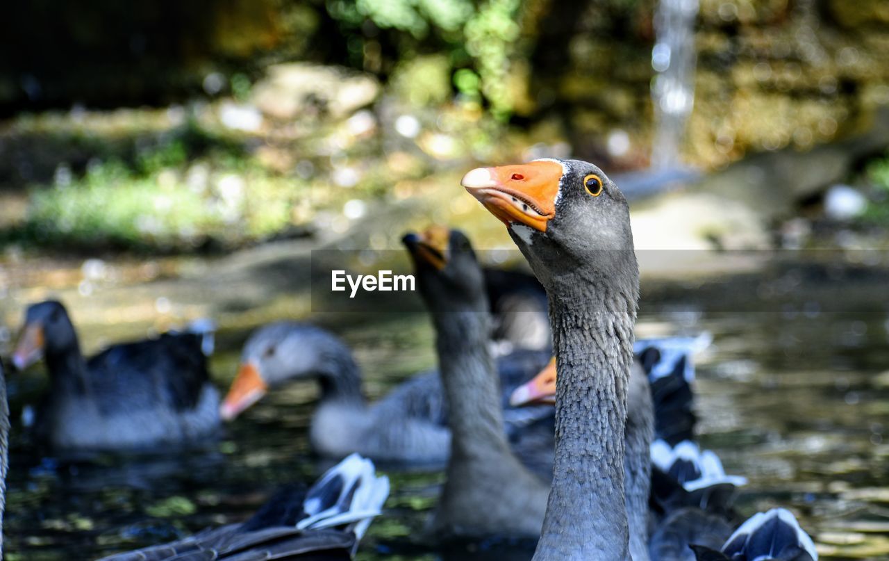 Close-up of birds on the lake