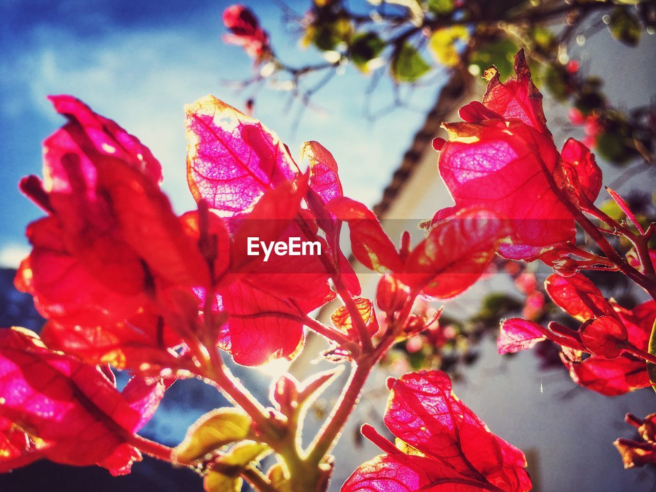 CLOSE-UP OF RED FLOWERS BLOOMING IN WATER