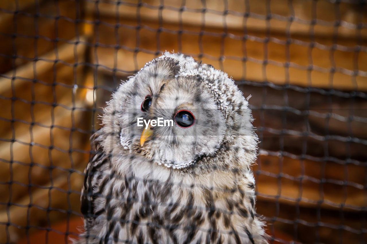 PORTRAIT OF OWL IN CAGE