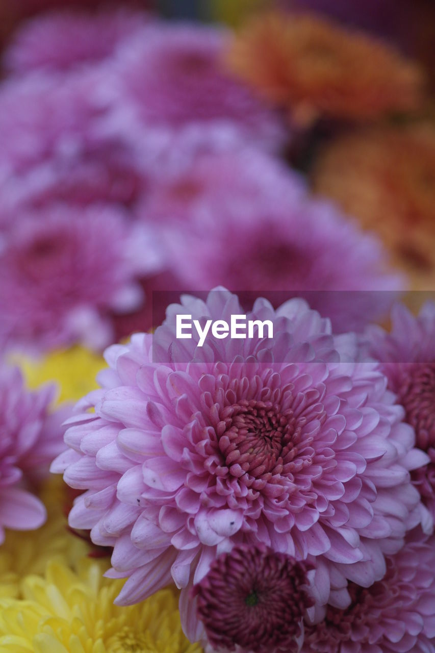 High angle view of pink chrysanthemums