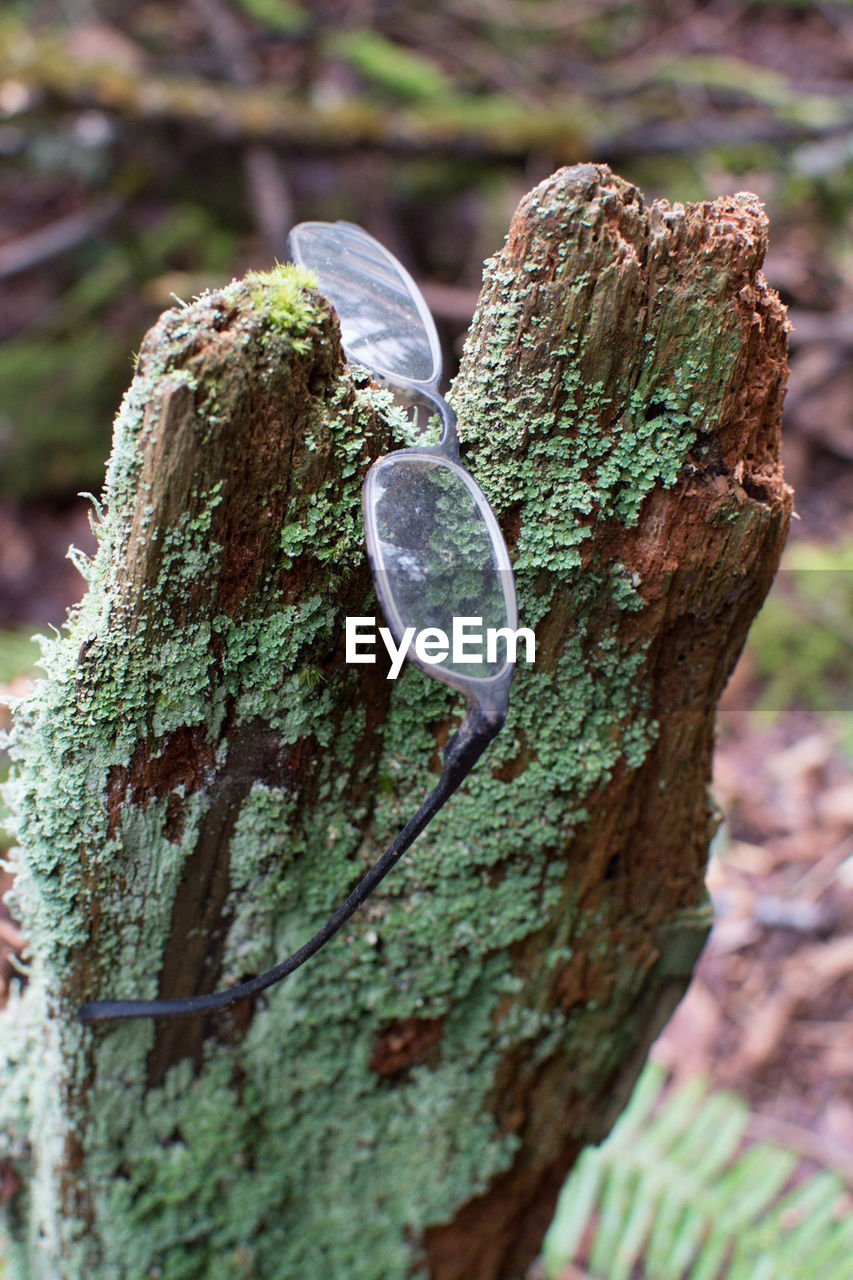 CLOSE-UP OF HEART SHAPE ON TREE