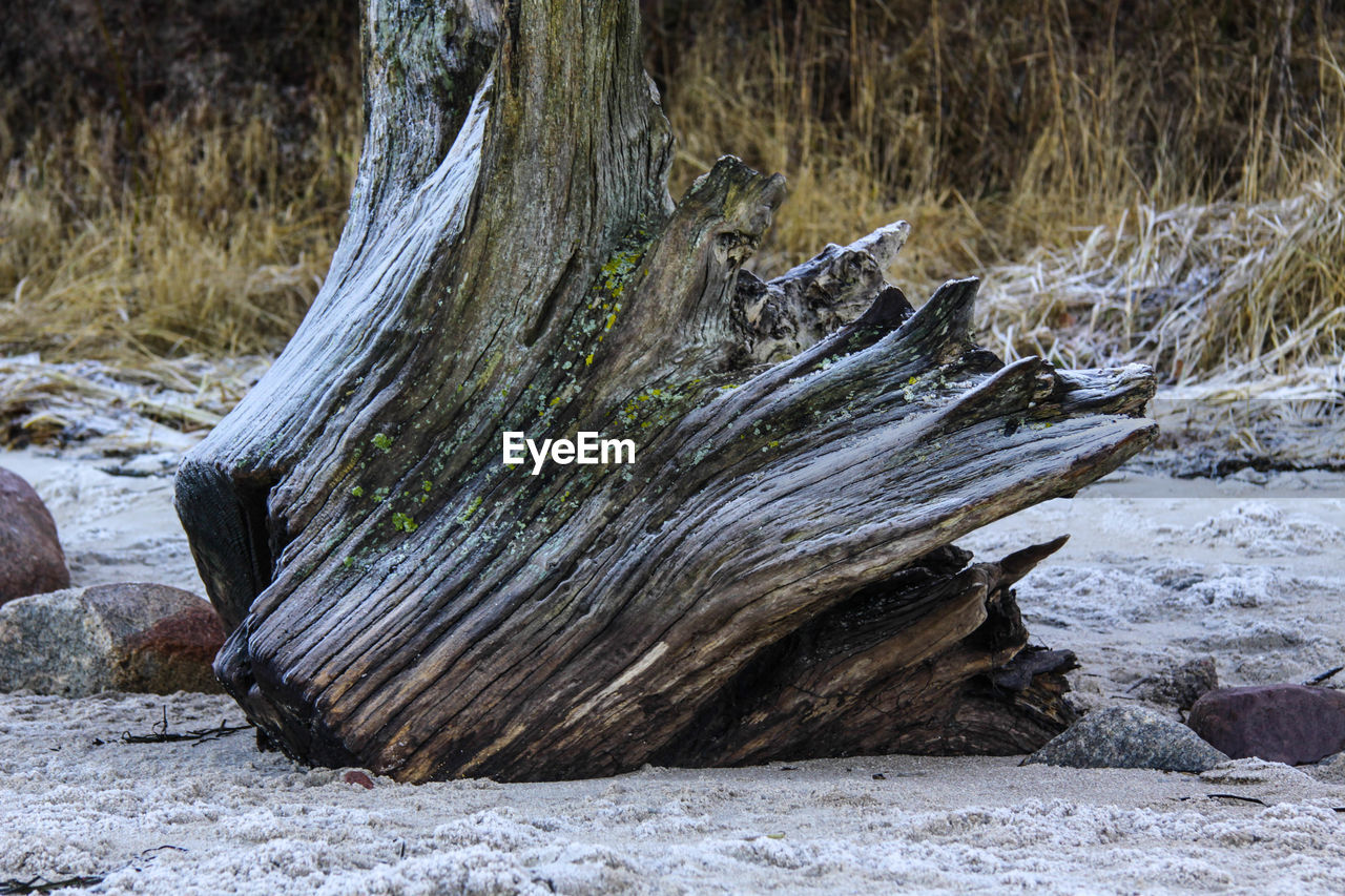 SNOW ON TREE TRUNK