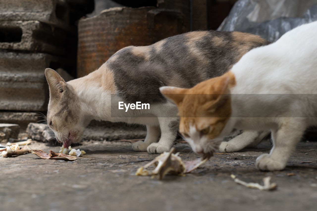 TWO CATS ON FOOTPATH