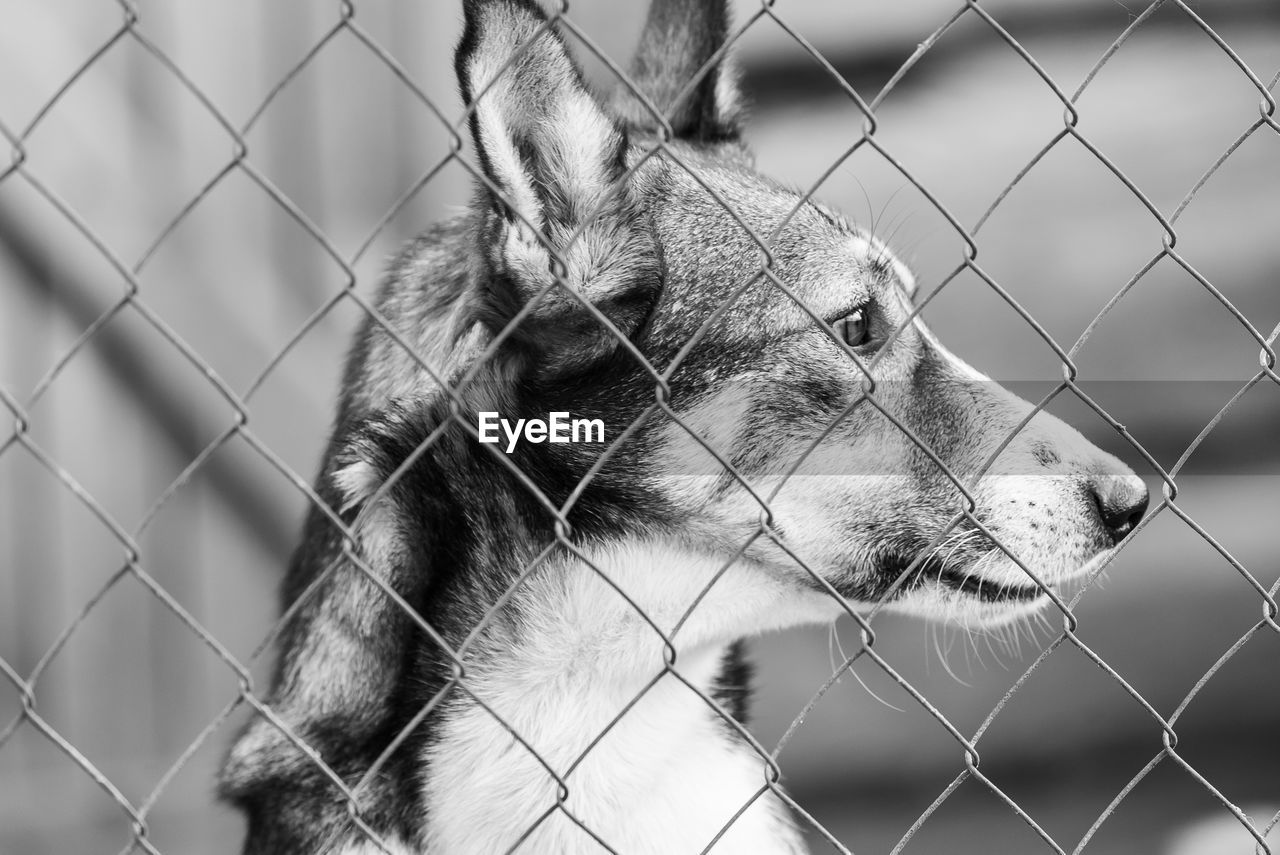 CLOSE-UP OF DOG LOOKING AT CHAINLINK FENCE