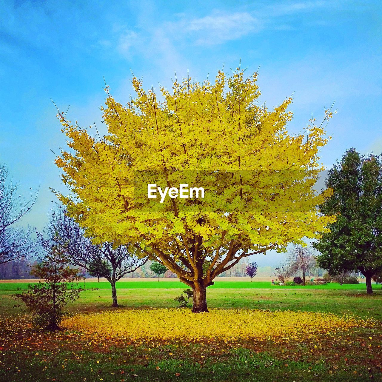 Tree in yellow autumn foliage