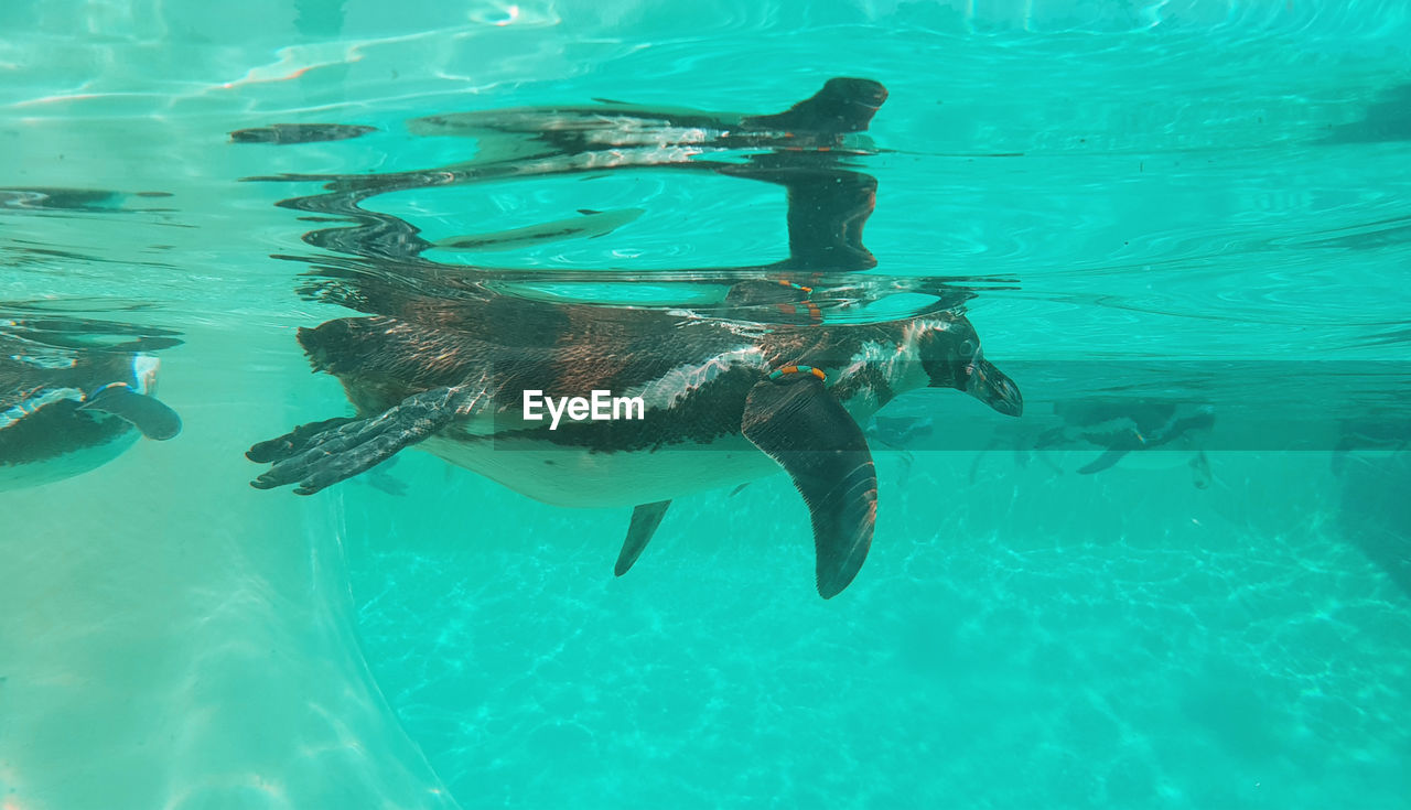 View penguins in the turquoise water in summer within zoo