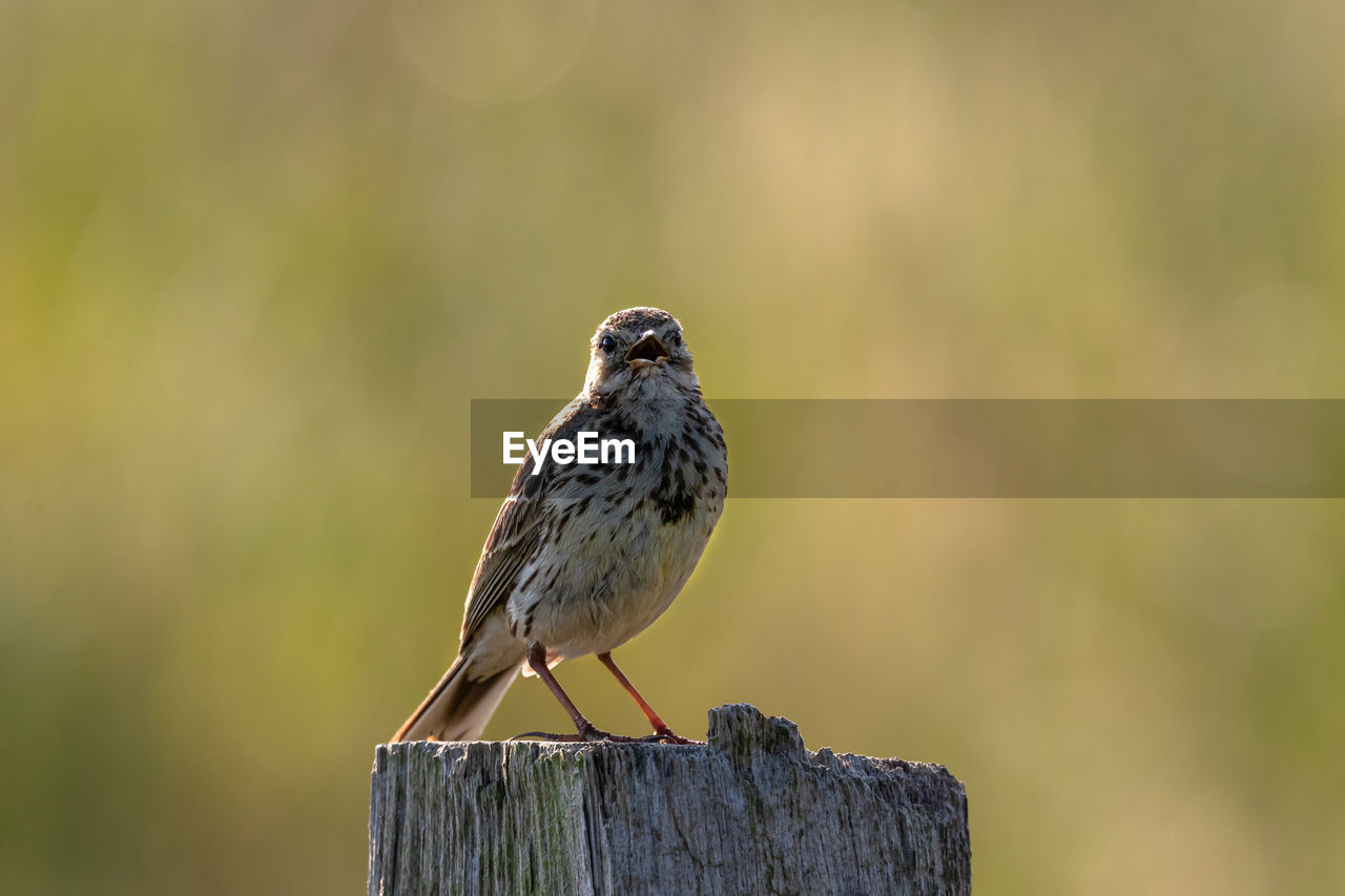 Close-up of bird perching on wooden post