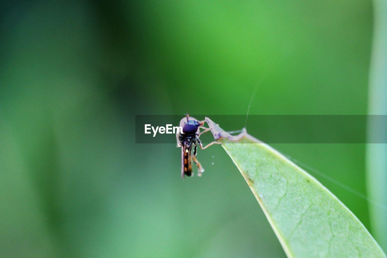Close-up of insect on leaf against blurred background