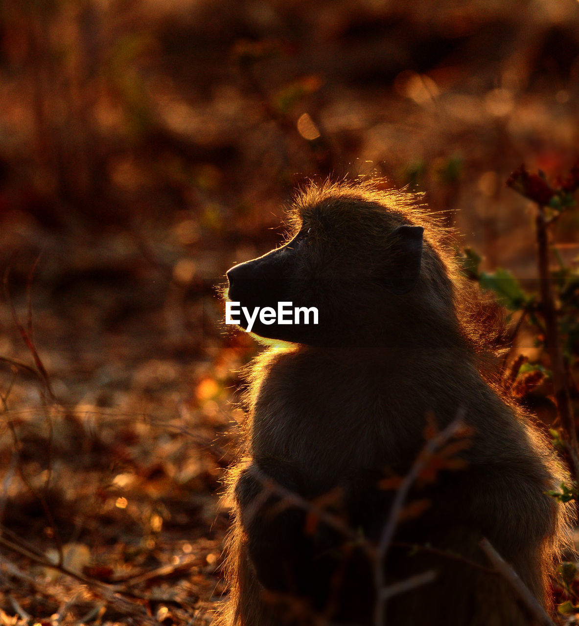 CLOSE-UP OF MONKEY ON OUTDOORS