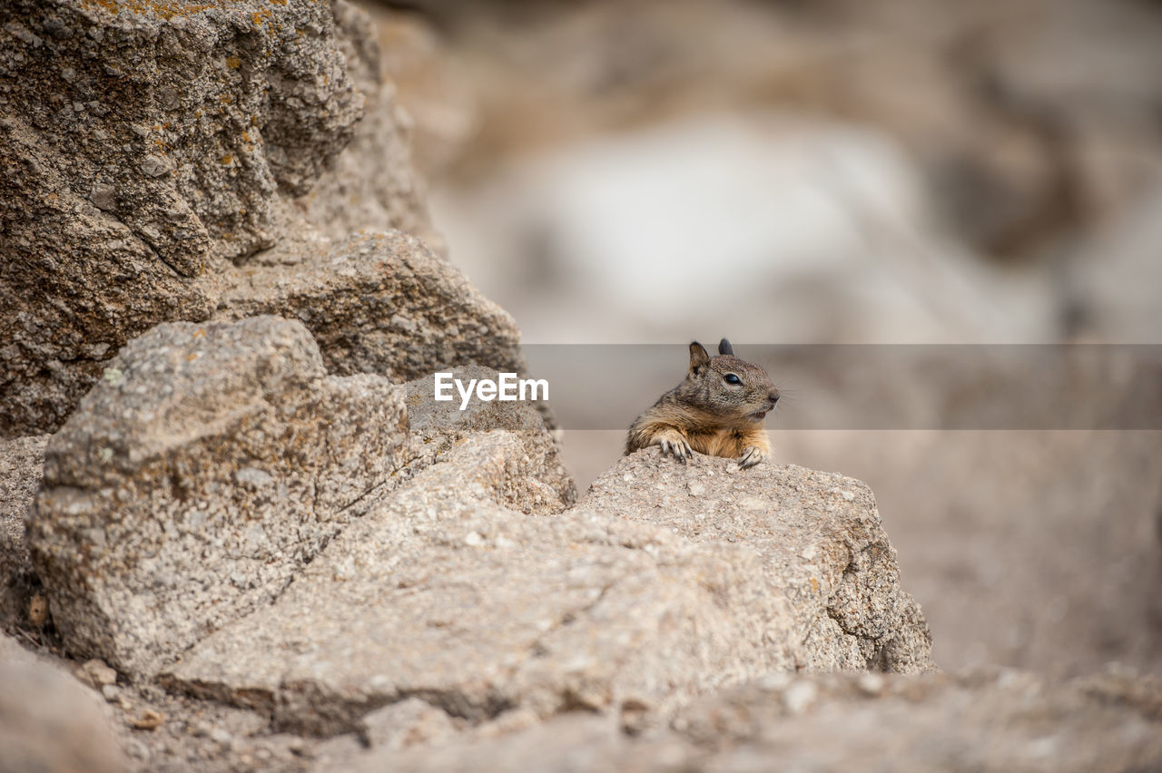 CLOSE-UP OF A SQUIRREL