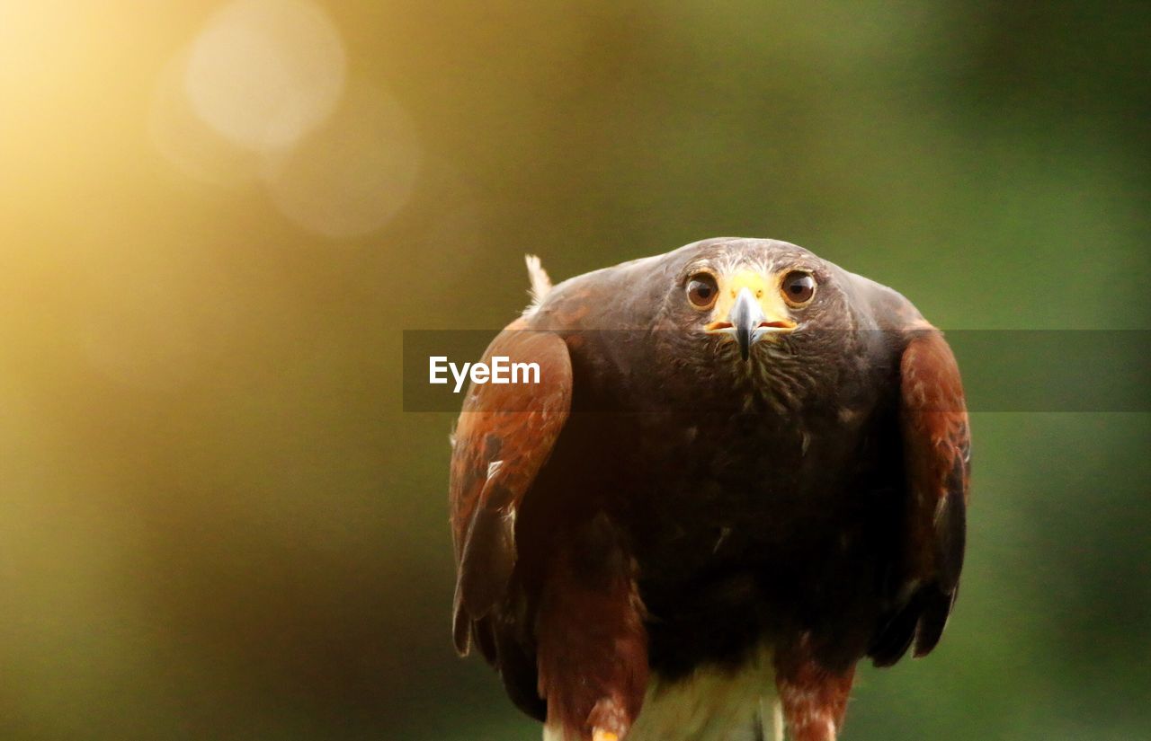 CLOSE-UP OF OWL PERCHING