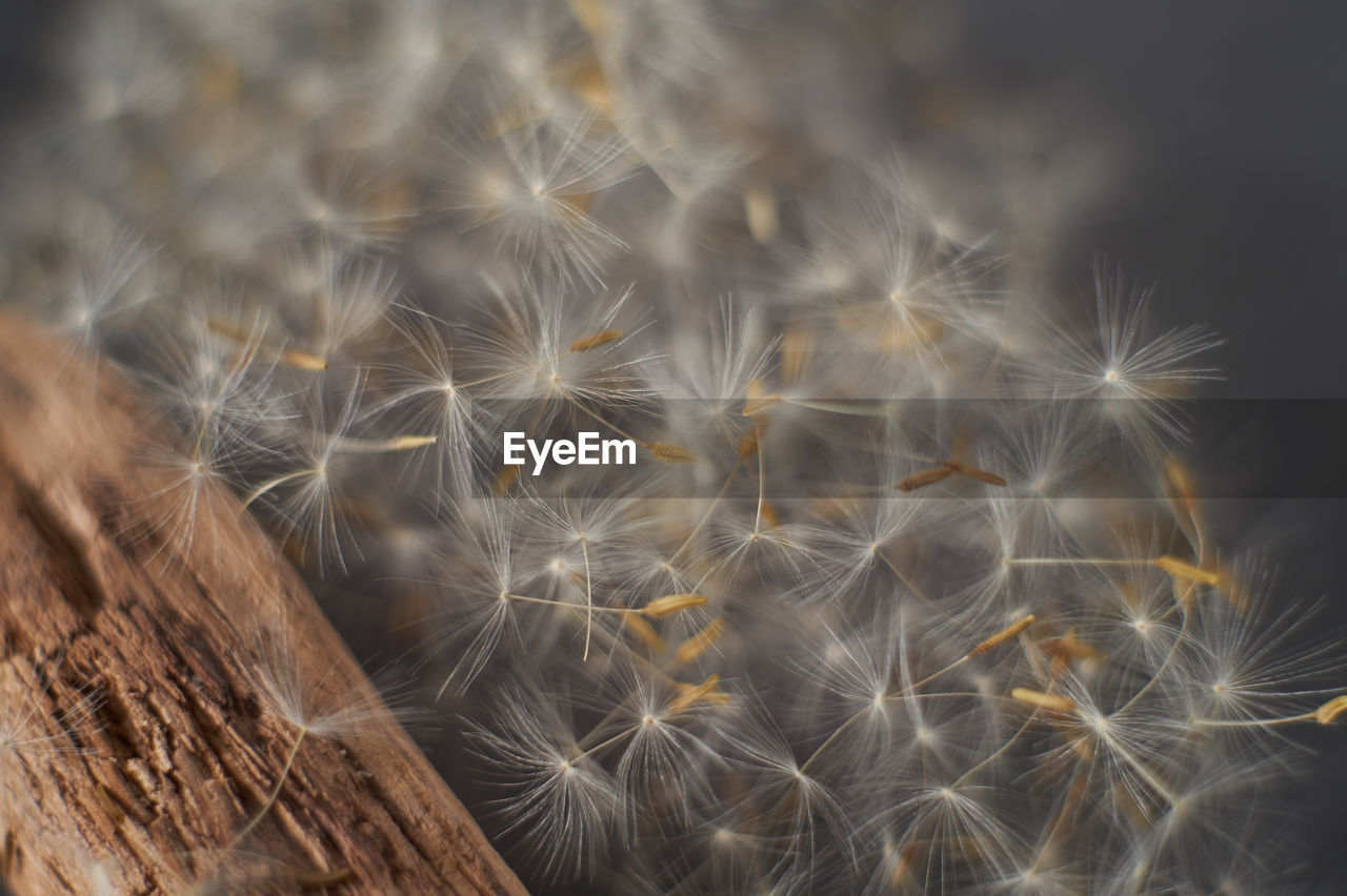 Close-up of dandelion against blurred background