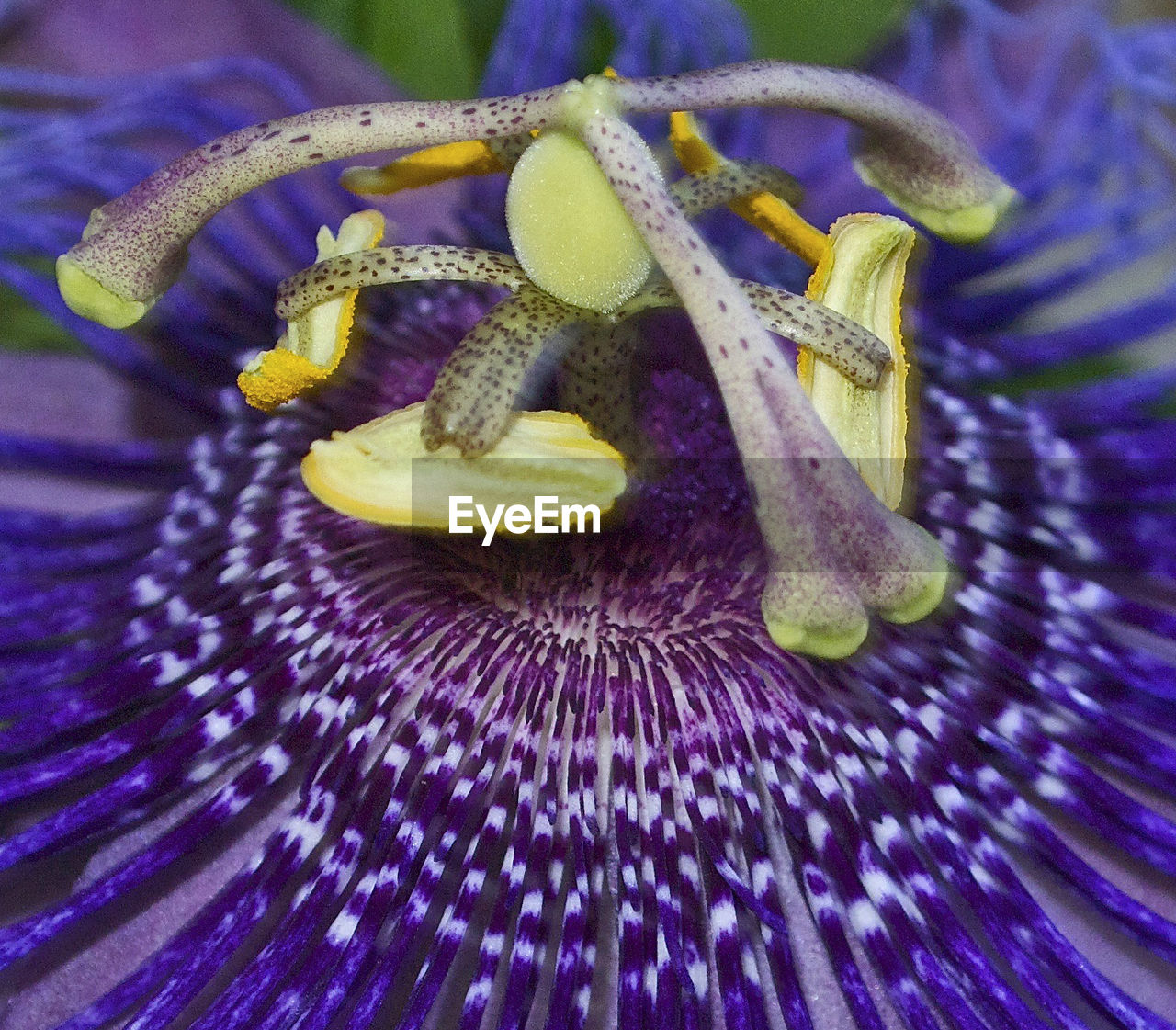 CLOSE-UP OF PURPLE FLOWERS