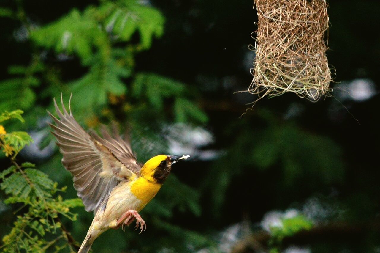 Bird hovering by nest