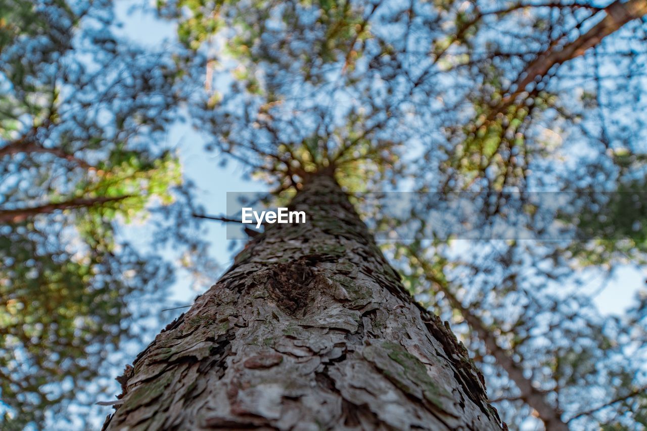 Low angle view of tree against sky