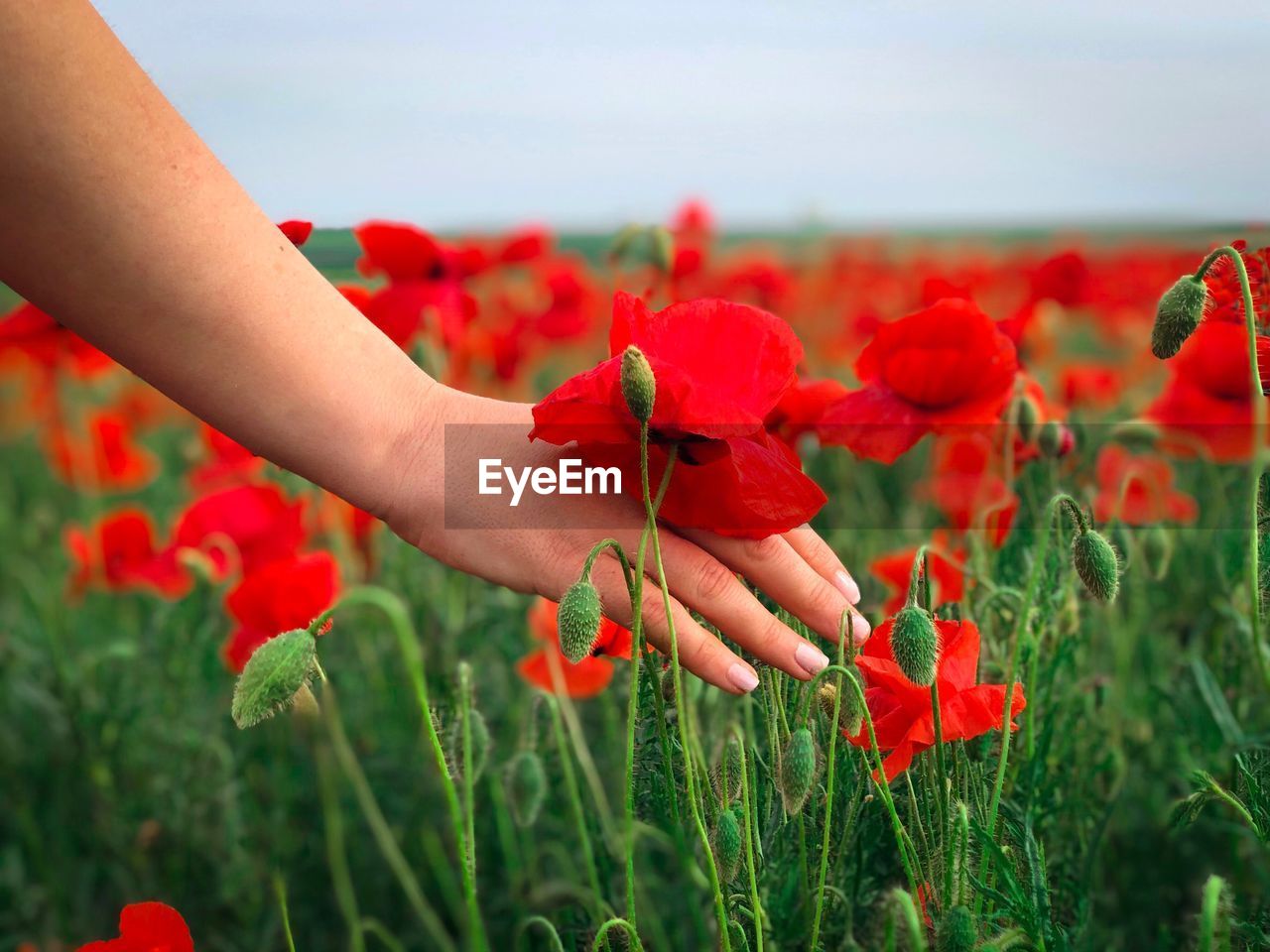 Woman s hand touching the poppies blooming in a field
