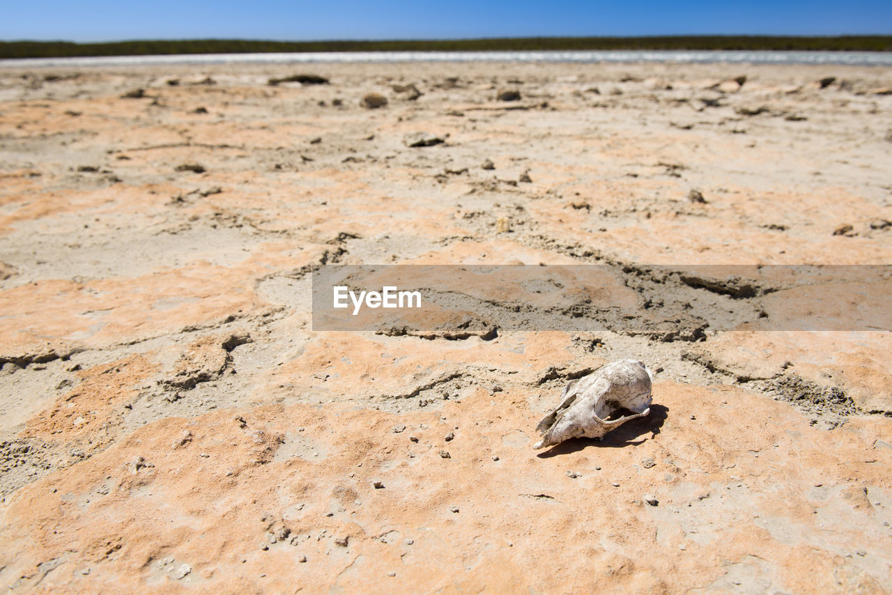 Animal skull on cracked hot ground in desert with blue sky