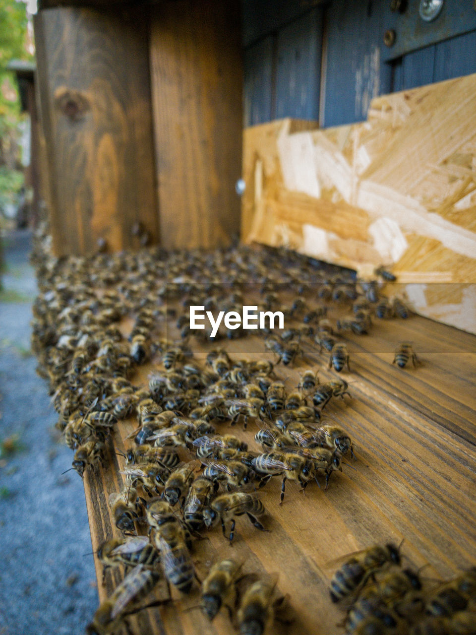 CLOSE-UP OF BEE ON WOOD