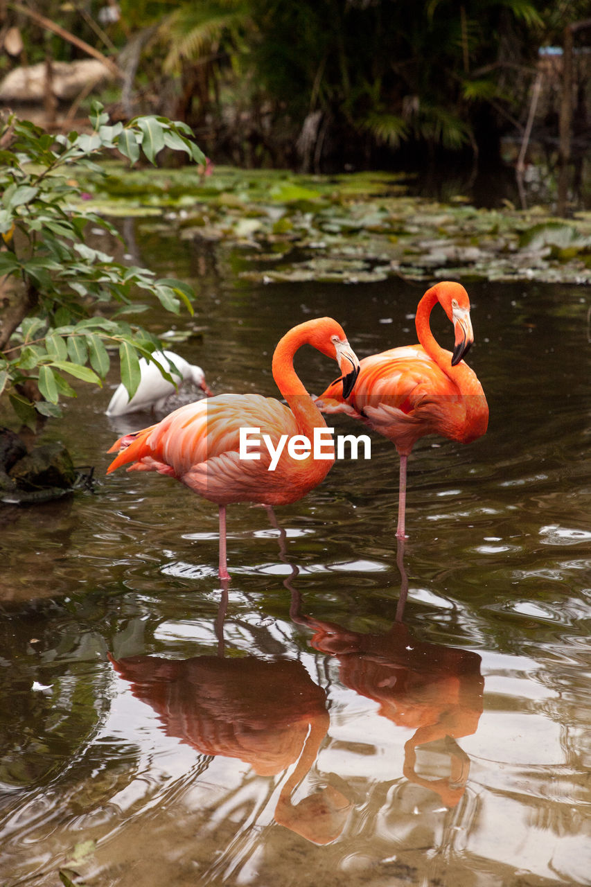 VIEW OF FLAMINGOS STANDING IN LAKE