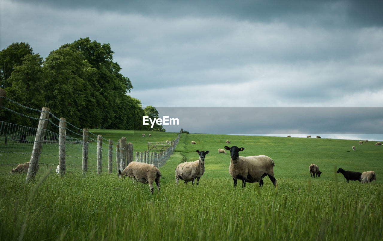 SHEEP GRAZING IN GRASSY FIELD