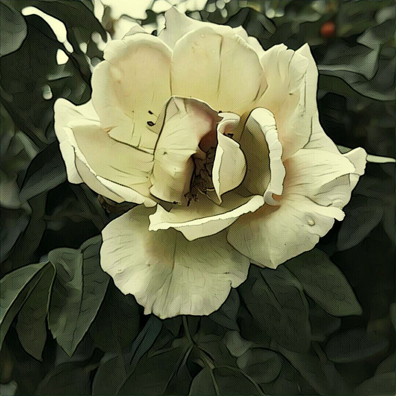 CLOSE-UP OF WHITE FLOWERS