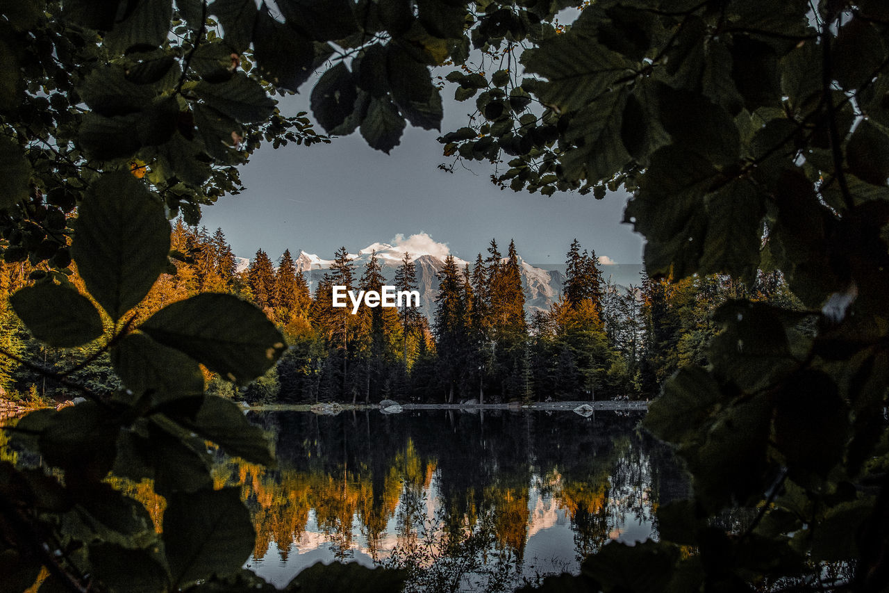 Reflection of trees on lake during autumn