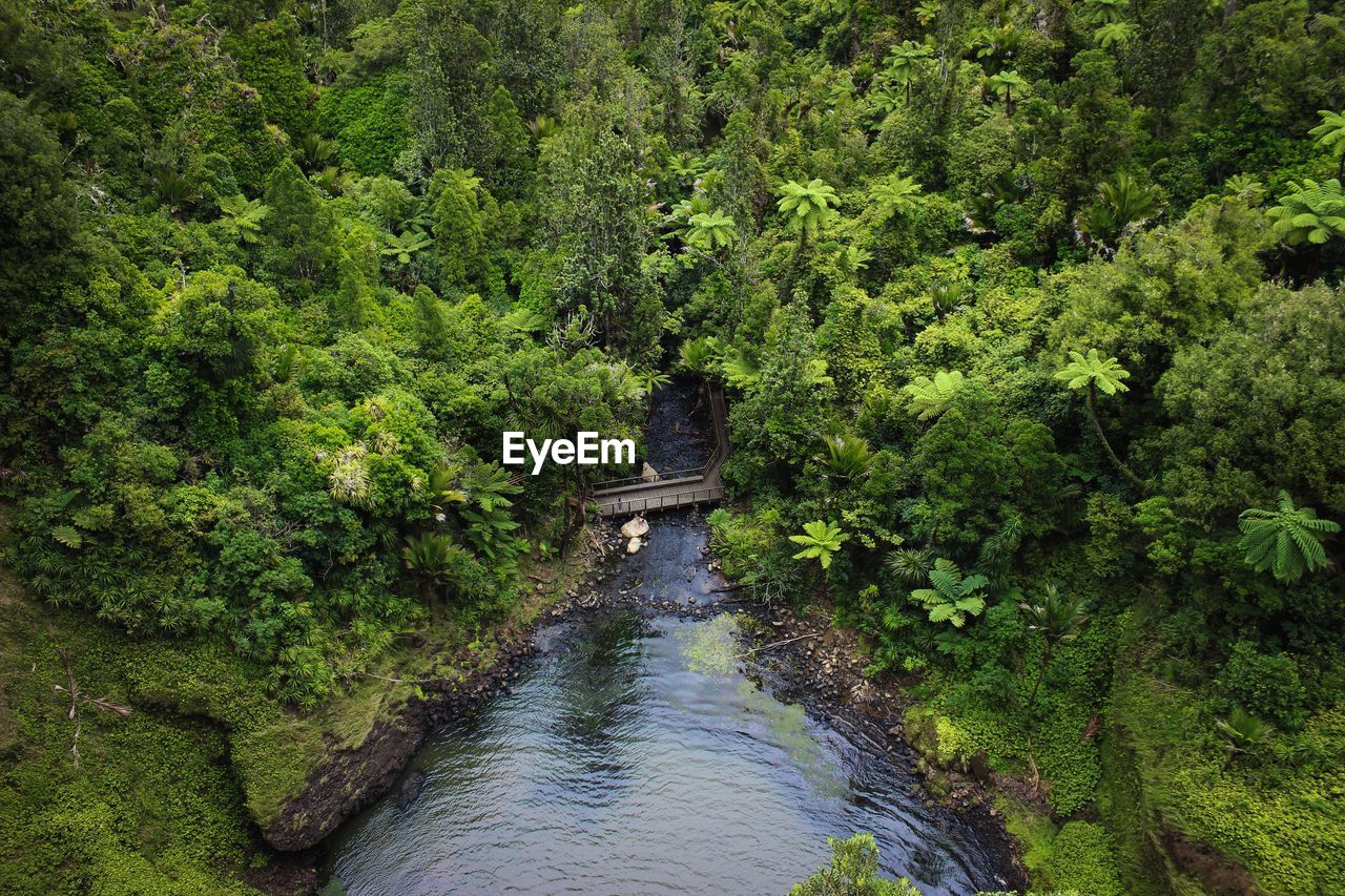 Bridge over river amidst trees in forest