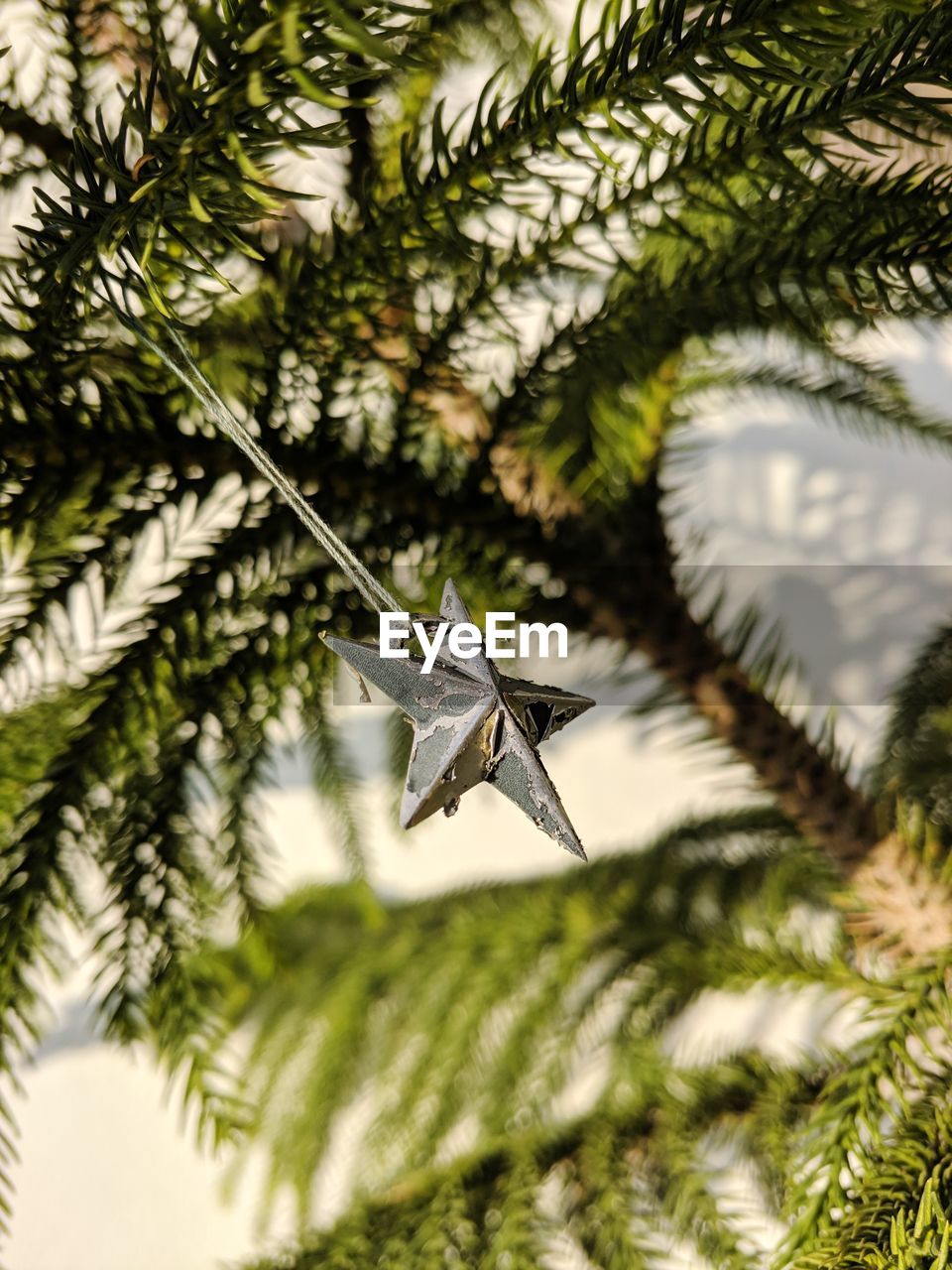 Low angle view of a pine tree with hanging decorative star