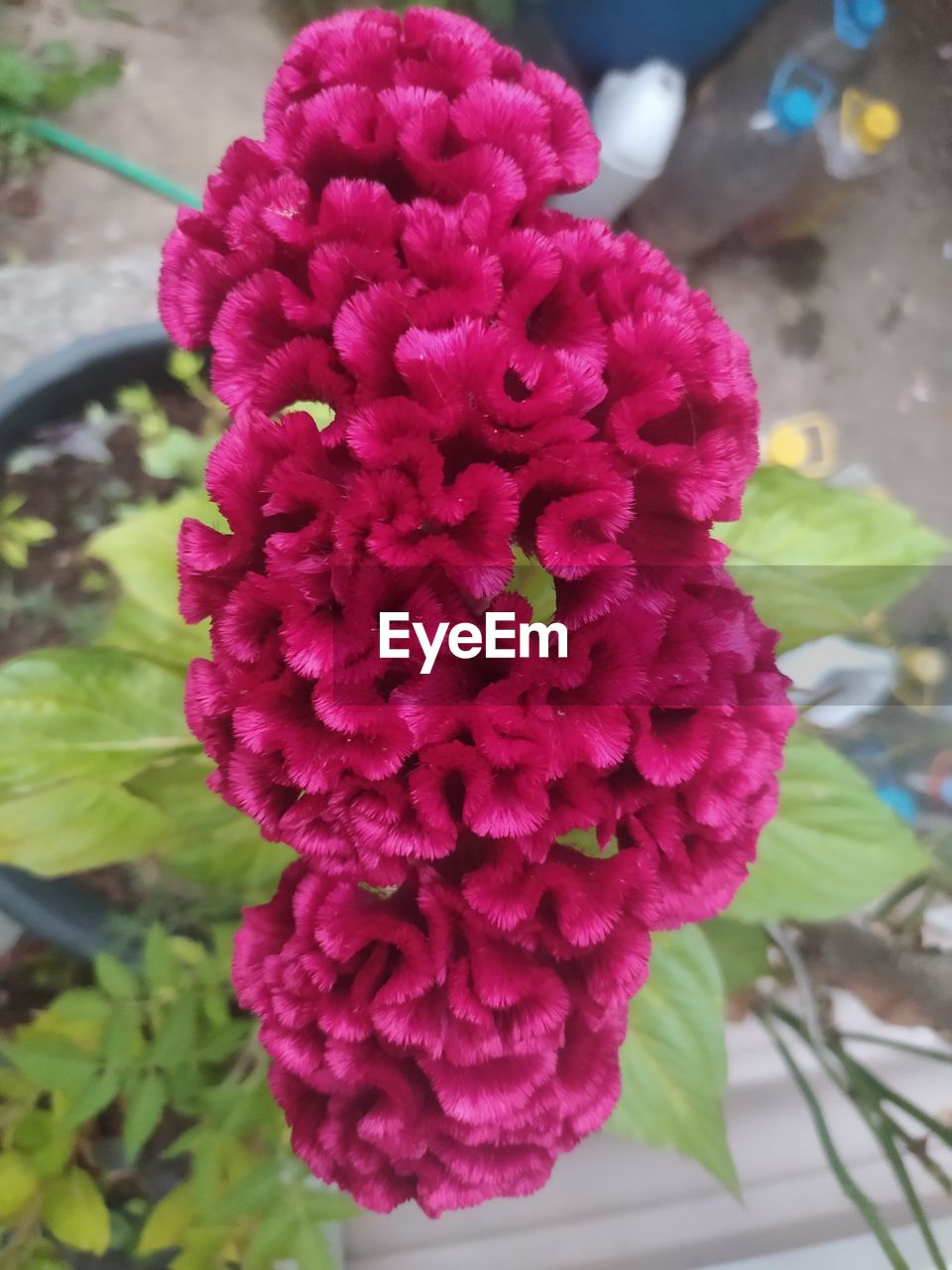 flower, flowering plant, plant, freshness, close-up, beauty in nature, fragility, nature, petal, pink, focus on foreground, growth, flower head, inflorescence, day, no people, outdoors, plant part, leaf, bunch of flowers
