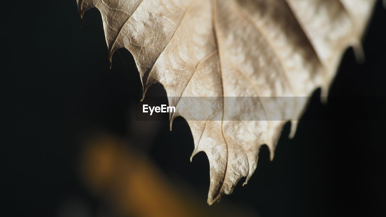 Close-up of dried leaves during autumn