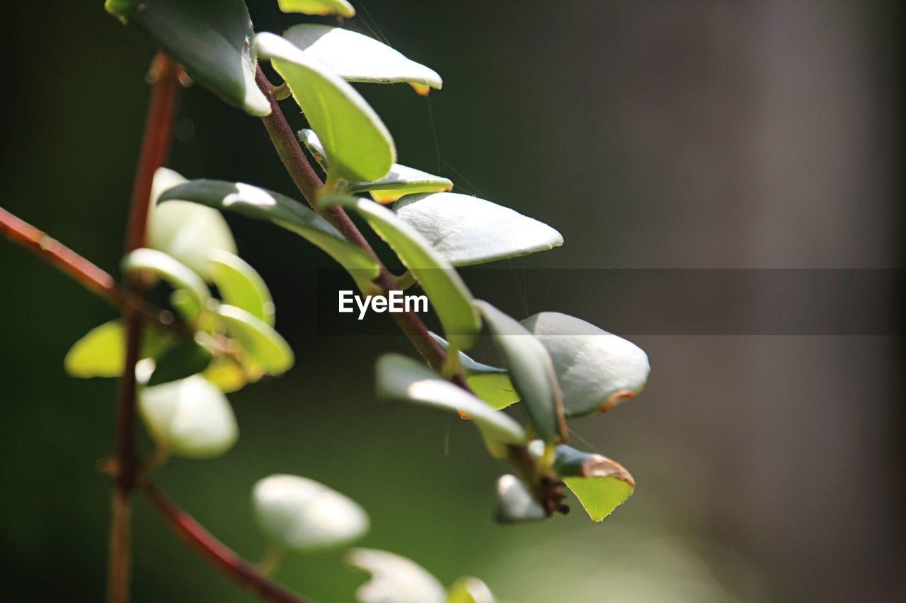 CLOSE-UP OF FLOWERING PLANT