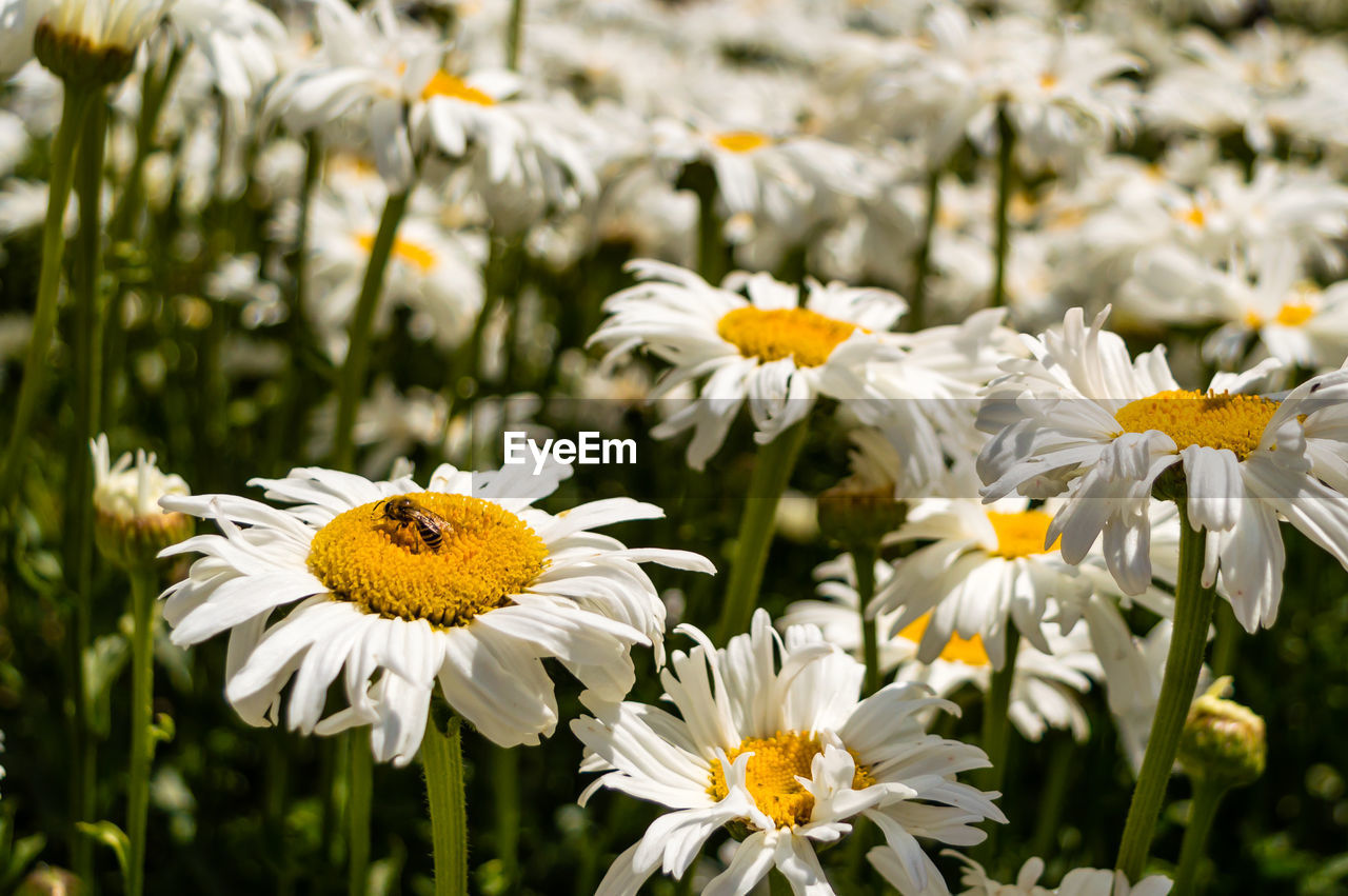 Close-up of wasp on white daisy