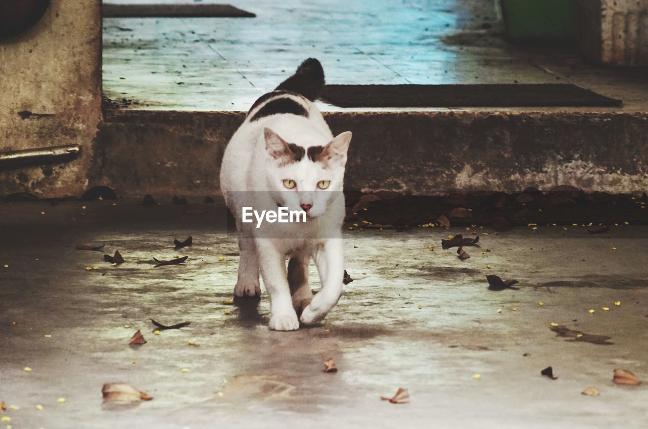 animal, animal themes, mammal, cat, pet, one animal, domestic animals, white, no people, portrait, small to medium-sized cats, domestic cat, water, day, canine, dog, feline, looking at camera, nature