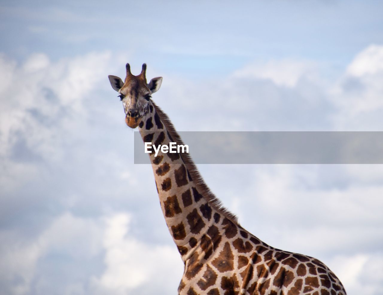 Low angle view of giraffe against cloudy sky