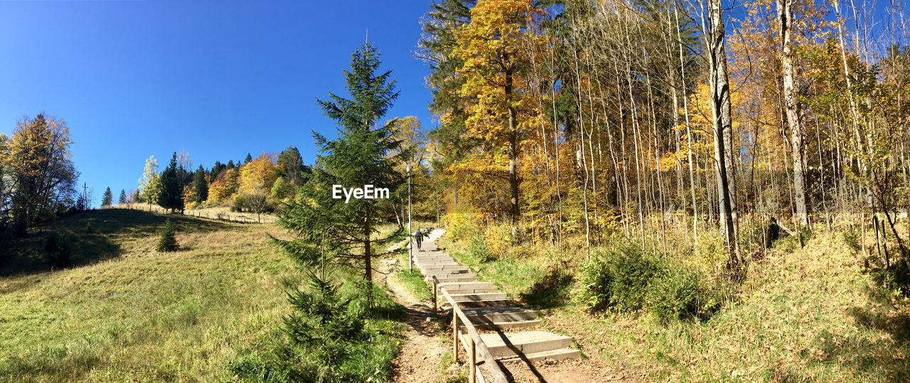 Footpath amidst trees against sky