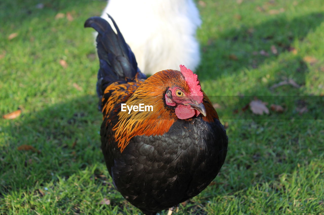 Close-up of rooster on field